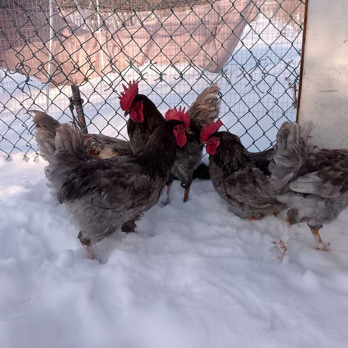 Продам домашних петухов!