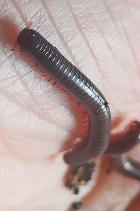 Spirobolus caudulanus