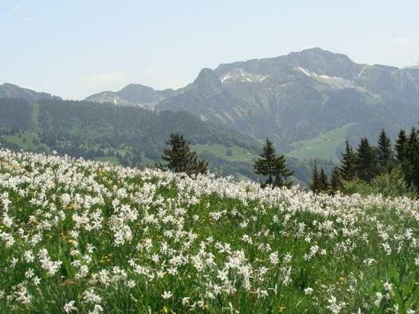 Продаж унікальної земельної ділянки поруч з м. Хуст