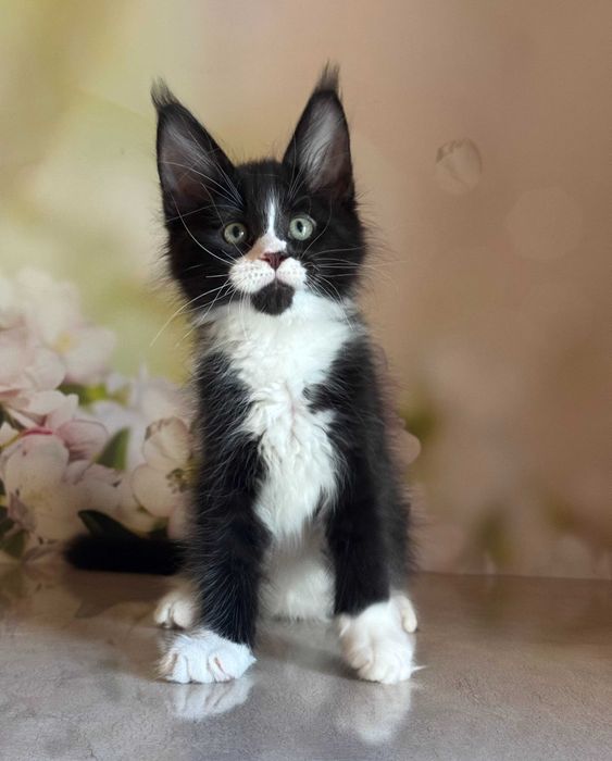 Kocurek Maine Coon Amigo