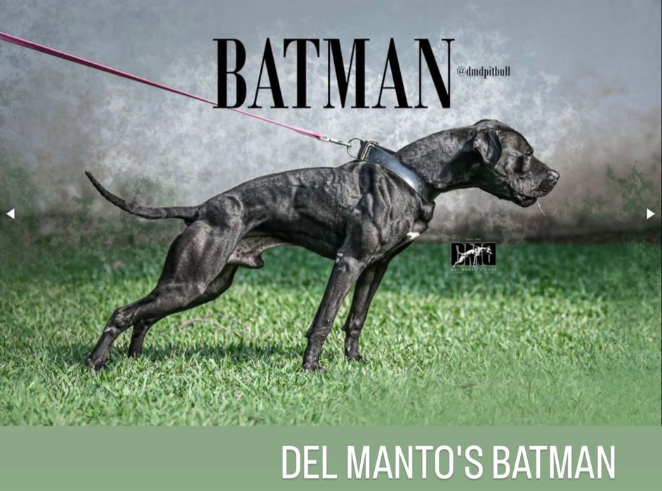 Цуценята американського пітбультер'єра ,АПБТ , Питбуль