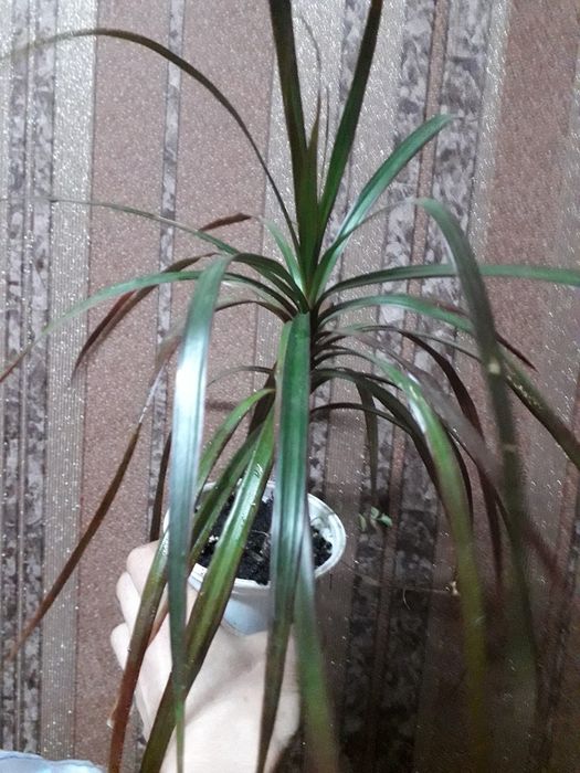 Калатея, спатифілум    ,монстера, бегонія , еспідістра.