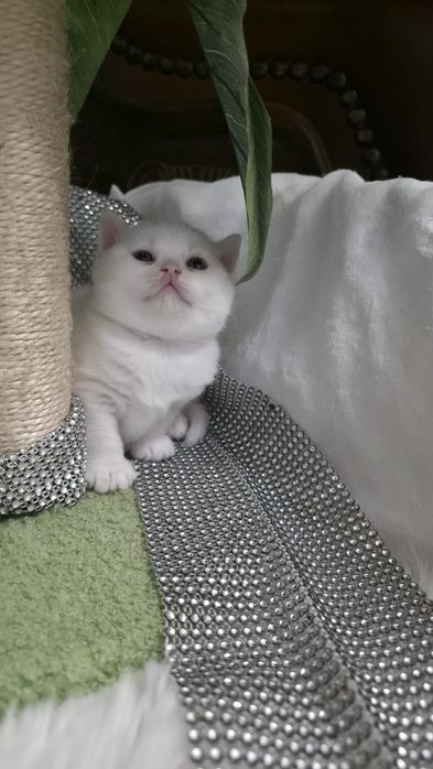 Piękna koteczka brytyjska