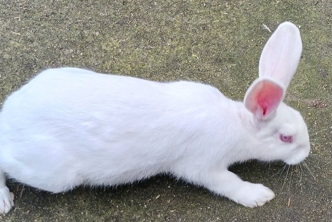Casal de coelhos brancos nascidos a 12/10
