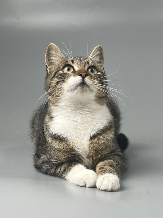 Котики подростки