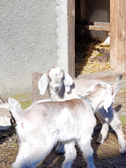 Кози, козички, козлики