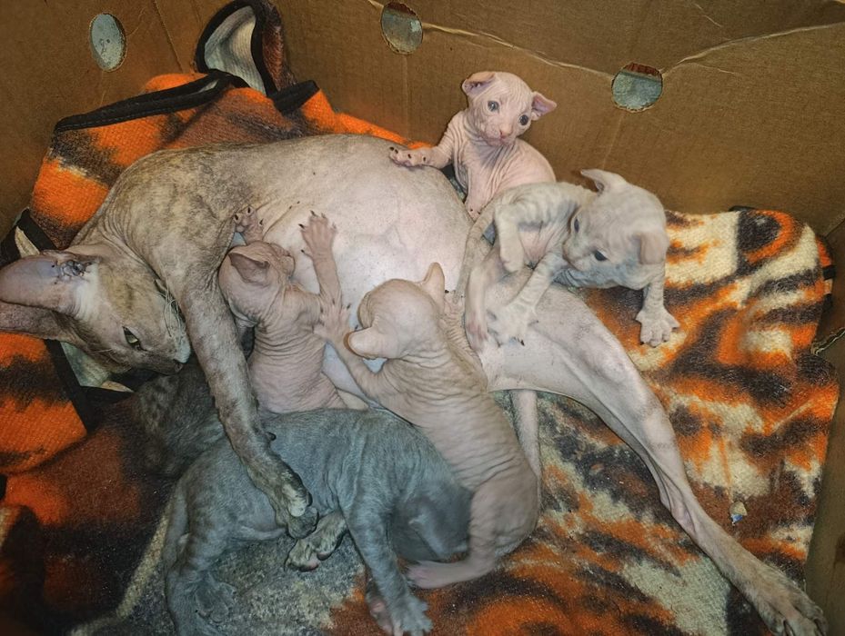 Донські сфінкси.