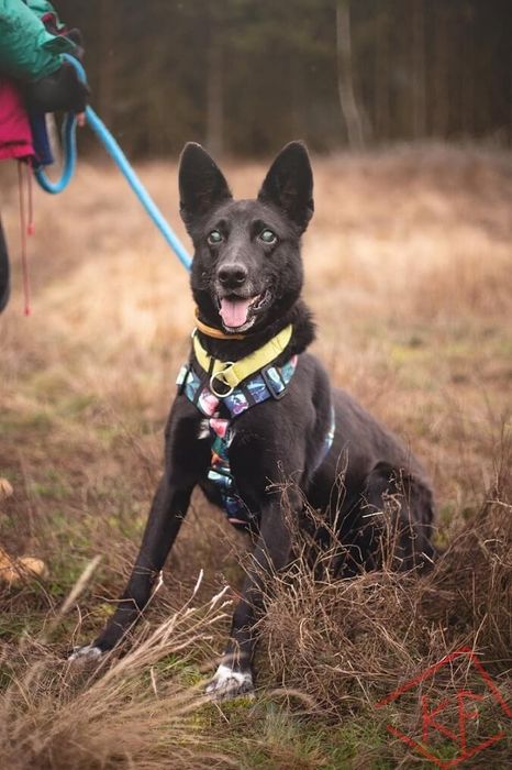 Towarzyski, duży i czarny pies czeka na swojego człowieka