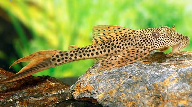 Zbrojnik L116 glonojad aphanotorulus emarginatus | Hodowla Łajski
