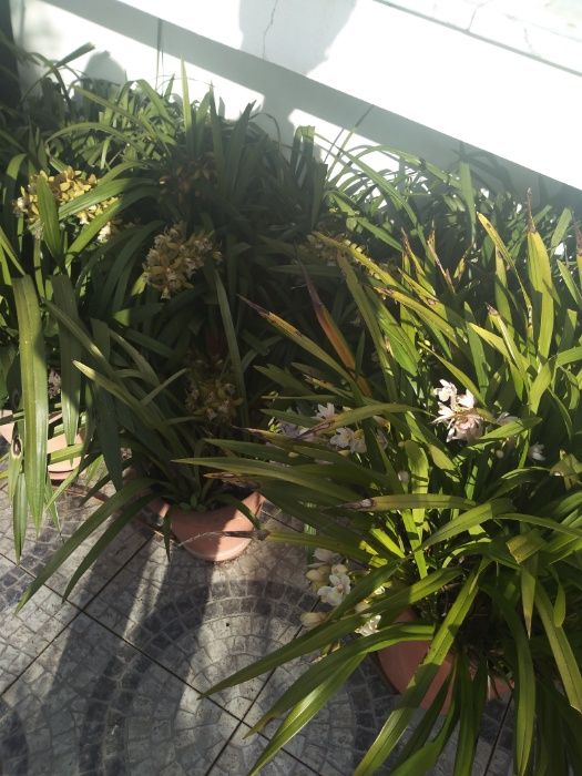 Orquídeas verde, bordô, amarela