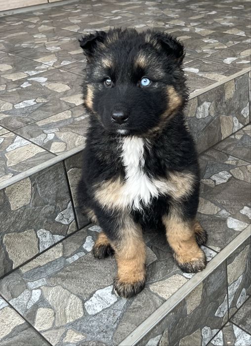 Цуценя німецької вівчарки