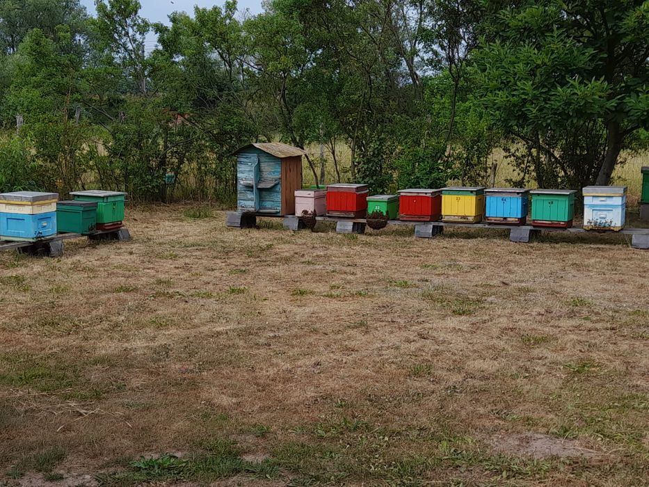 Pszczoły , odkłady , rodziny pszczele