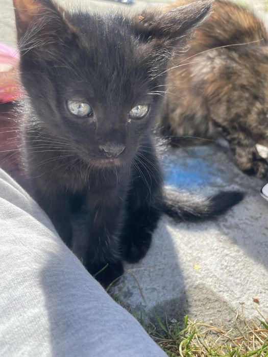 Kot i kotki do adopcji
