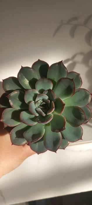 Ехіверія .Сокулент