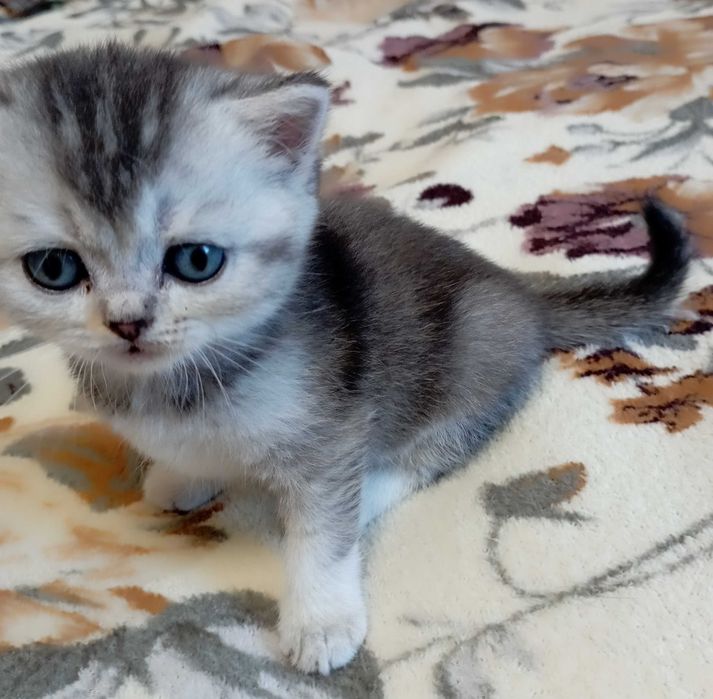 Шотландське кошеня