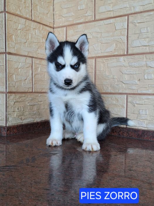 Husky Syberyjski