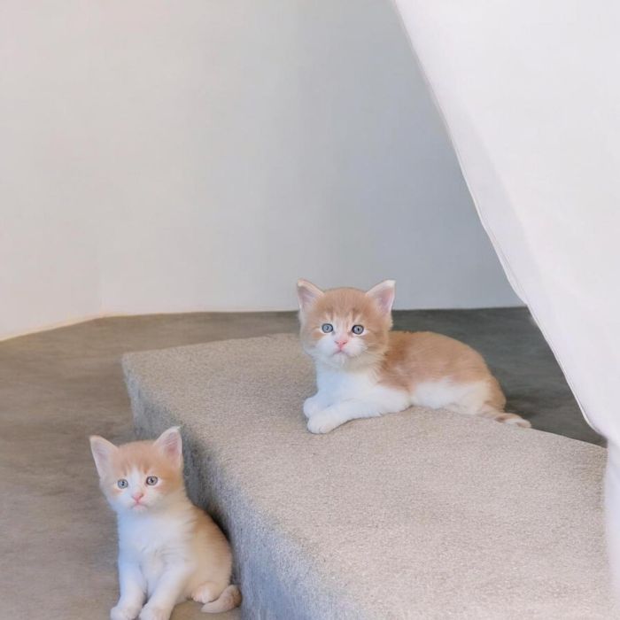 Мейн Кун. Котята