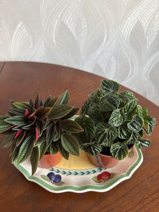 Пеперомия 2-х  видов