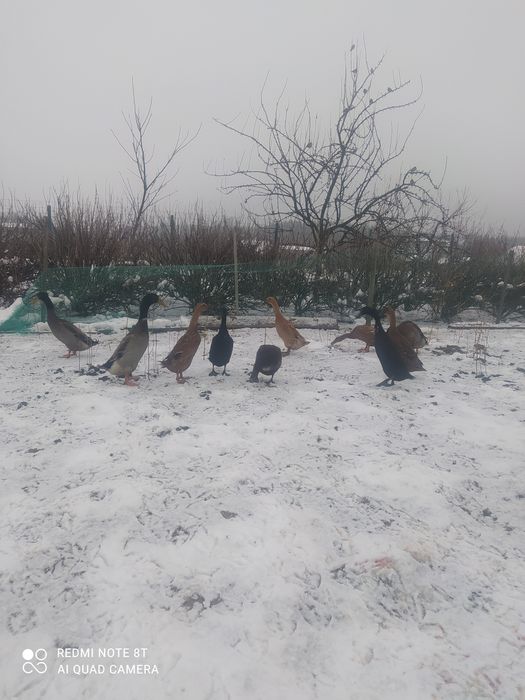 Продам качок індійський бігун