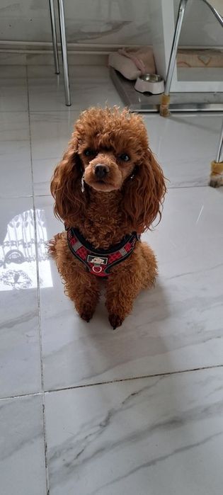 Pudel toy dziewczynka  odbiór 10 stycznia  2026