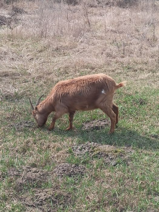 Продам домашні кози