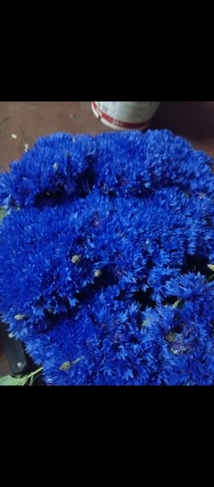 Продам Конвалію Ромашку Волошку 100 грн шт