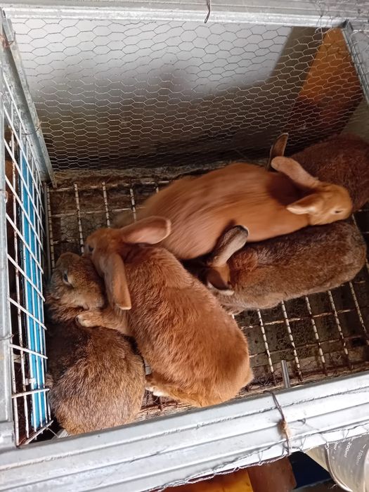 Coelhos caseiros Leonardo e Flandres