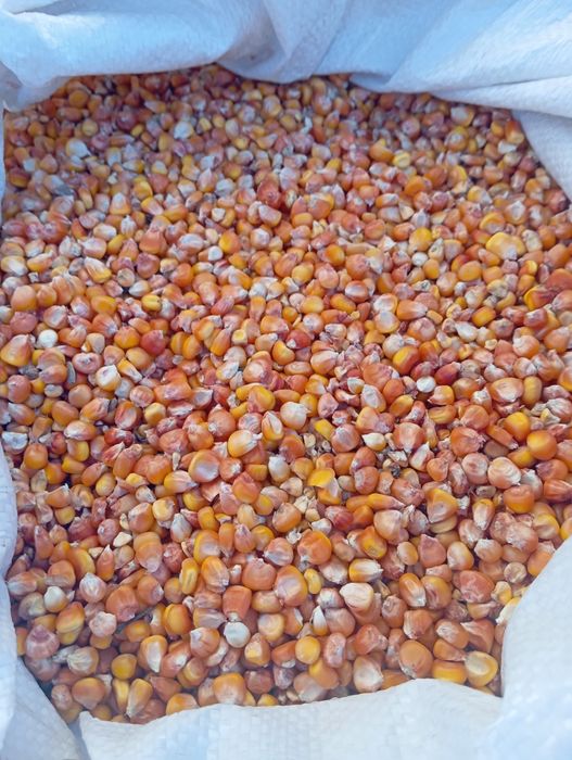 Кукурудза по 13 грн