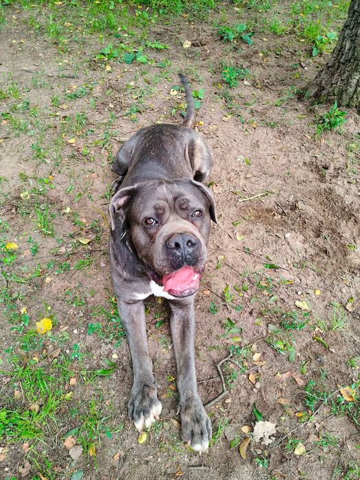Tantor - przyjazny pies rasy cane corso