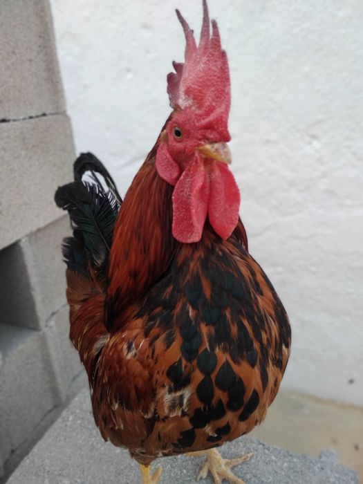 Garnizes crescidos Machos