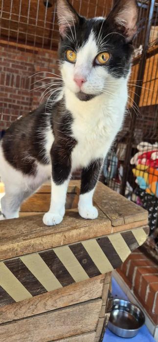 Kocur szuka kochającego domu