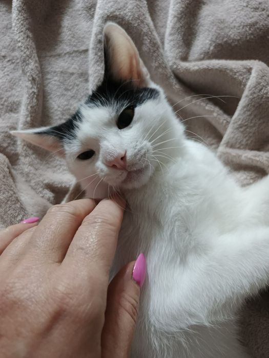 Kot kotka Lindzia do adopcji ok 17 tyg