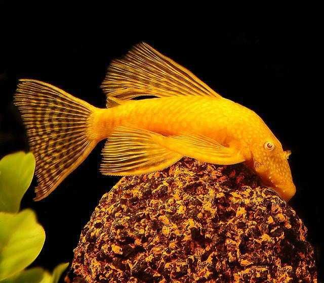Glonojad albinos - Zbrojnik niebieski odmiana albinotyczna - dowóz