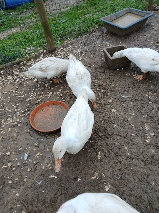 Patos franceses cor branca