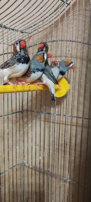 Продам клітку для зебрових амадин