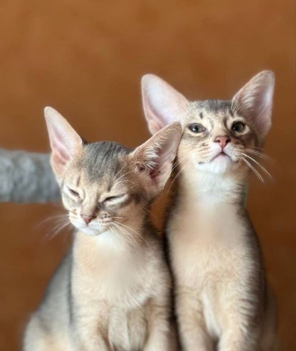 Абіссінськи котята абісінци котики Абиссинцы