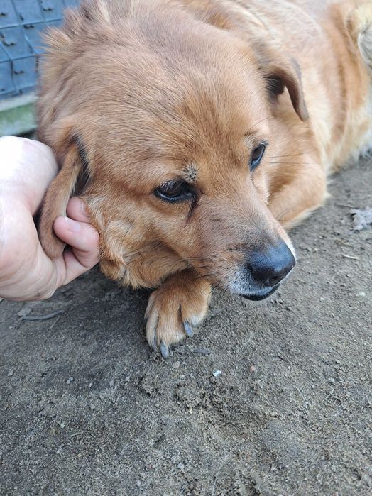 Luna, staruszka do adopcji