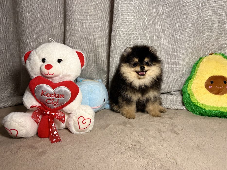 Pomeranian szpic czarno-podpalany – piękny chłopiec, super charakter!