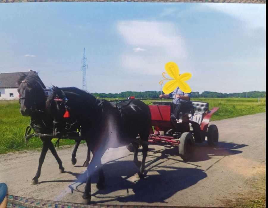 Sprzedam klacze huculskie