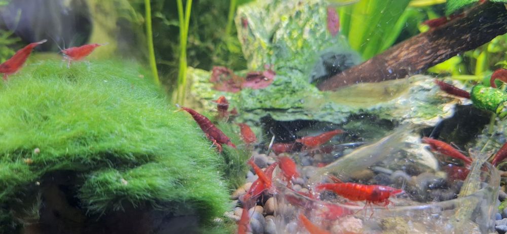 Krewetka Neocaridina  Bloody Mary