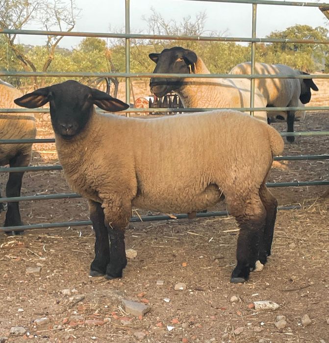 Borrego Suffolk puro