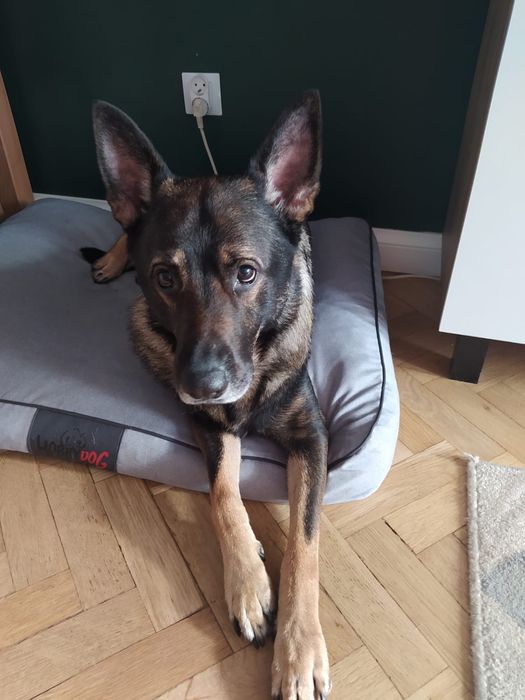 Pilne  Rocky w typie owczarka szuka domu