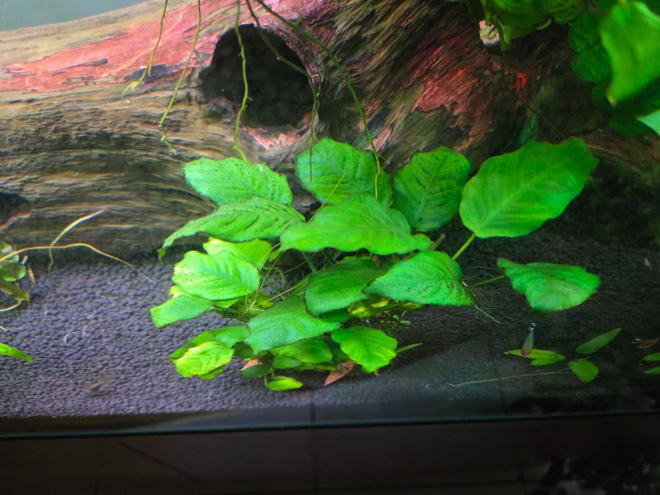 Anubias, roślina akwariowa