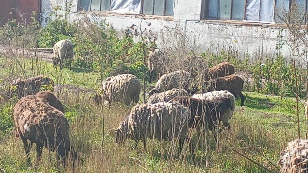 Продам овцы и бараны вівці та барани