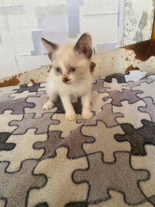 сиамские котята / сноу-шу, торг