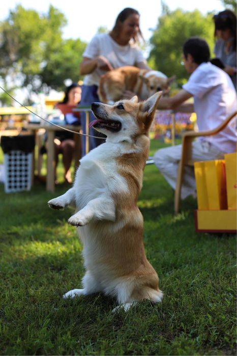 Дівчинка вельш коргі пемброк_Блонда