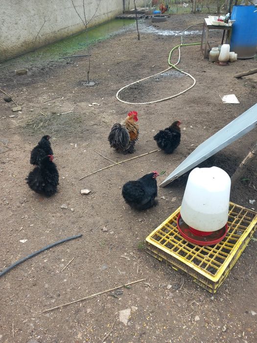 Vendo galinhas de raça