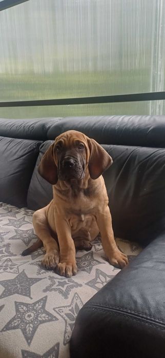 Fila brasileiro szczeniak