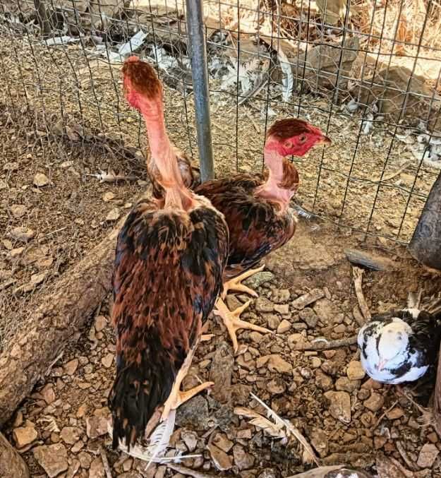 Venda de galinhas/patos/cabras anãs