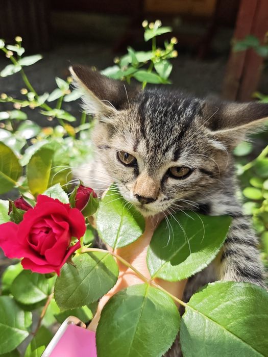 Кошеня в добрі руки